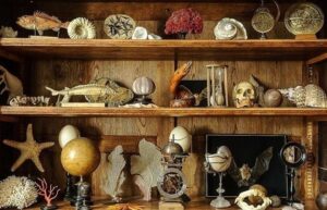 Holzregal mit Fossilien, Muscheln, Tierpräparaten und wissenschaftlichen Objekten